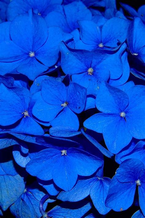 Hydrangea Blossom Flower Blue Dark Nature Iphone 4s Wallpapers Free Download