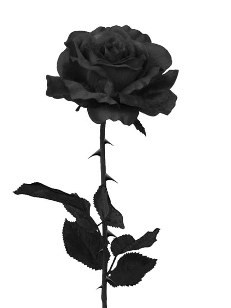 Black Rose Png By Pixasso79 Stock On Deviantart