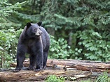Black Bear Facts: Animals of North America - WorldAtlas