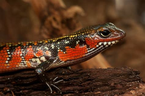 7 Types Of Skinks That Make Great Pets With Pictures Pet Keen