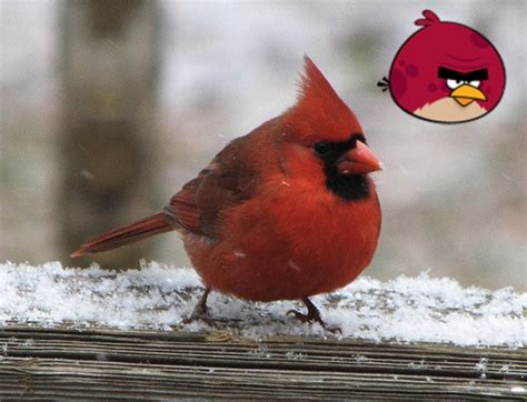 Real Angry Birds Big Brother By Domo911 On Deviantart