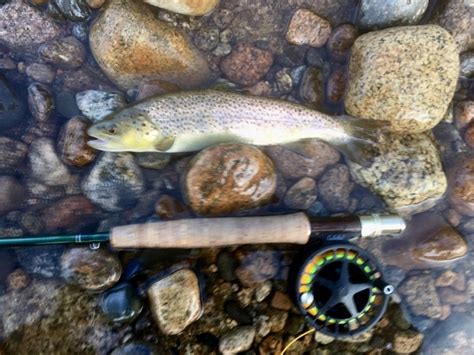 Fishing For Brook Trout And Rainbow Trout In The Saco River North