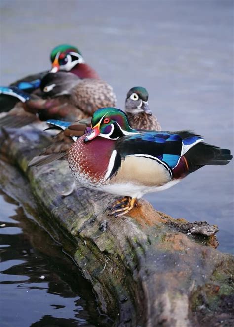 21 Facts About Wood Ducks