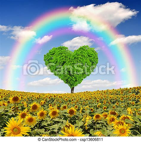 Rainbow Above The Sunflower Field With Tree From The Shape Heart