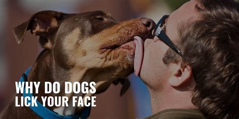 Why Do Dogs Lick Your Face Submission Affection Prevention And Faqs