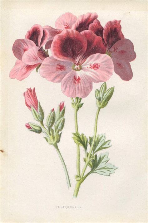 Geranium In 2021 Botanical Drawings Flower Painting Flower Art