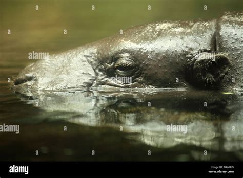 Pygmy Hippopotamus Choeropsis Liberiensis Singapore Zoo Stock Photo