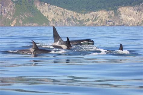 What Is An Orca Pod Whale And Dolphin Conservation Usa