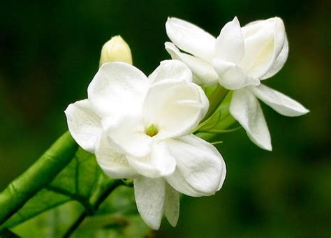 34 Bunga Melati Putih Berasal Dari Asia Selatan Galeri Bunga Hd