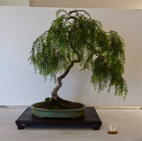 Stephen Cullums Bonsai And Pottery Post 201 Exhibition Of