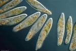 Protozoans - Science News