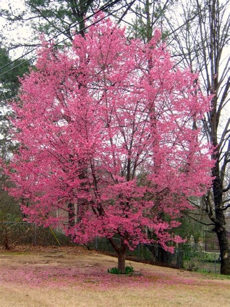 An ornamental cherry bush that produces cherry blossoms. Want to attract Tui into your garden? - Groundzone