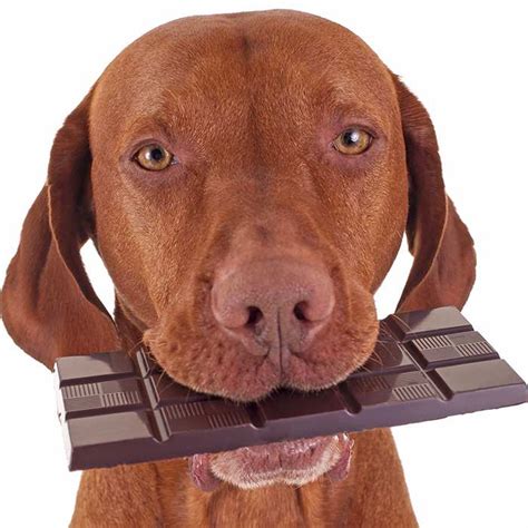 Dogs And Chocolate Why Is It Bad For Them