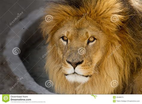 Majestic Lion Standing In The Grass Royalty Free Stock Image