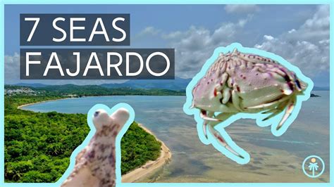 Puerto Rico Beach Creatures Playa 7 Seas Fajardo Snorkeling Youtube