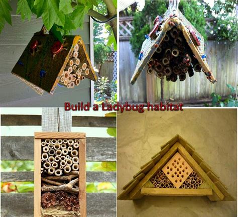 Attach four brackets to your base panel, one each at both rear corners, and one set back two inches from each of the front corners. Build your own ladybug house | Ladybug house, Ladybug, Insect hotel