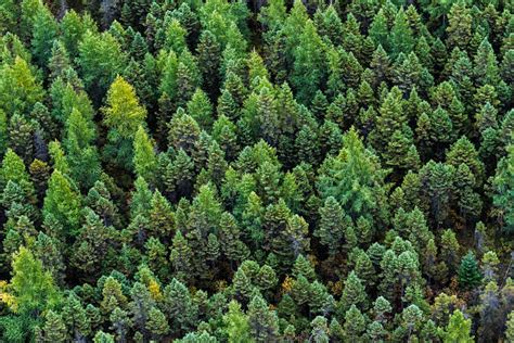 Best Aerial Forest Stock Photos Pictures And Royalty Free Images Istock