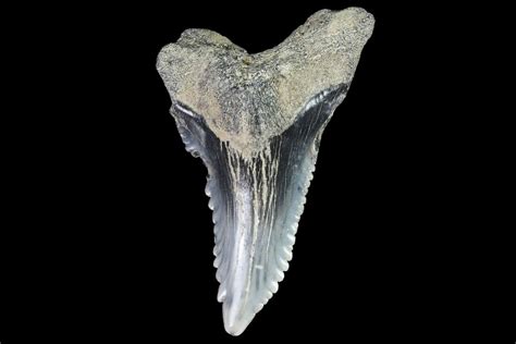 Fossil Hemipristis Shark Teeth By Toothlessfossils 5 Pack~cc51