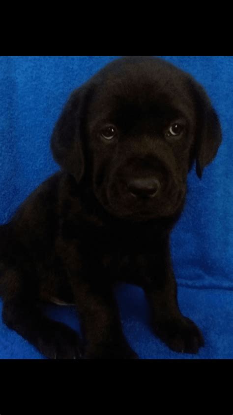 It's also free to list your available puppies and litters on our site. Labrador Retriever Puppies For Sale | Manistee, MI #297490