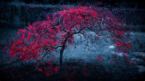 4k Free Download Red Leaves Tree Tree Leaves Nature Hd Wallpaper