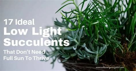 17 Low Light Succulents And Cacti That Dont Need Full Sun To Thrive