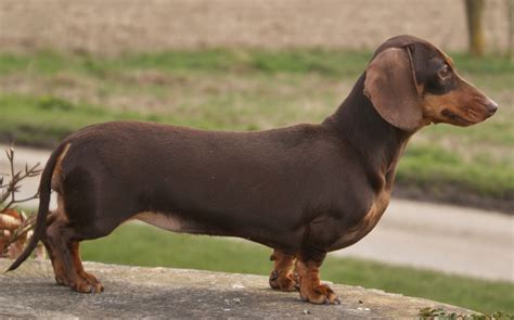 Tobman, our company has grown to a full service insurance agency. Chocolate Miniature Smooth Hair Dachshund Bitch | Boston, Lincolnshire | Pets4Homes