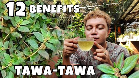 12 Benefits Of Having Tawa Tawa Plants Asthma Plants Herbal Health