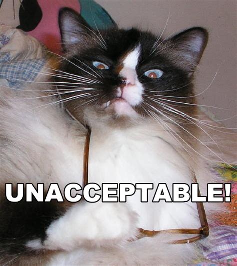 Irti Funny Picture 444 Tags Unacceptable Cat No Angry Lolcat