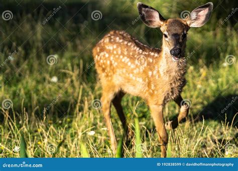 White Tailed Deer Fawn Cute Baby Animal Stock Image Image Of White
