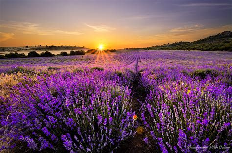 Sunset Over Lavender Field By Milen Dobrev Photo 58847524 500px