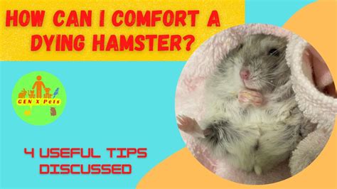 How Can I Comfort A Dying Hamster 4 Important Tips Discussed Youtube