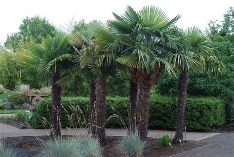 Trachycarpus Fortunei Chinese Windmill Palm Leafland Limited Best