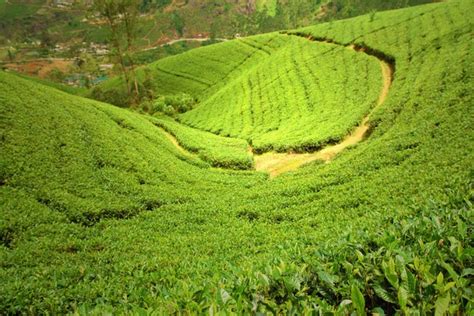 Green Tea Plantation Stock Photo By ©nevarpp 14718459