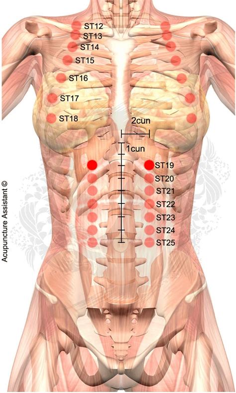 Acupuncture Point St19 Burong Stomach Acupuncture Acupressure Points Acupressure