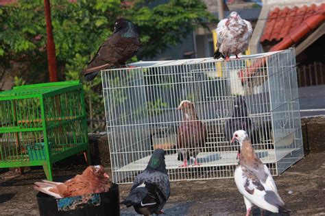 Maybe you would like to learn more about one of these? camperenik project: KANDANG DAN PAGUPON BURUNG MERPATI