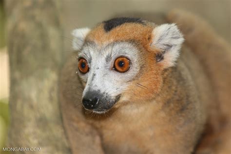 Male Crowned Lemur Eulemur Coronatus Madagascarankarana0249