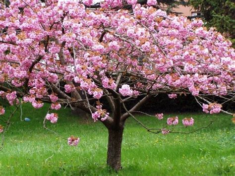 Semillas Cerezo Japones Prunus Serrulata Sakura Blossom Rosa 6000