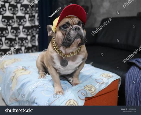 Rapper Dog Stock Photo 1167555766 Shutterstock