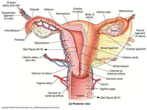 Want to learn more about it? Uterus diagram | Healthiack