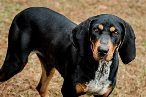 Black And Tan Coonhound Bluetick Coonhound Mix F Named Junebug In