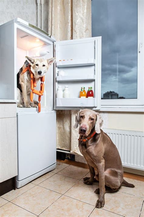Dogs Stealing Food From Fridge Together At Kitchen Stock Photo Image