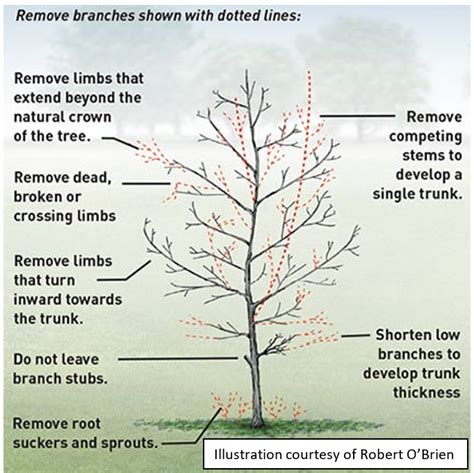 Tree And Shrub Pruning Basics Easyblog