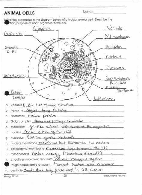 Animal Cell Structure Worksheet
