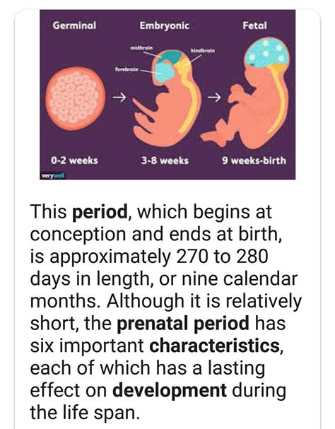 Explain The Characteristics And Periods Of Prenatal Development