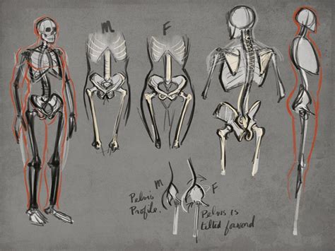 Figure Drawing Skeleton Feet Drawing Gesture Drawing Anatomy Drawing