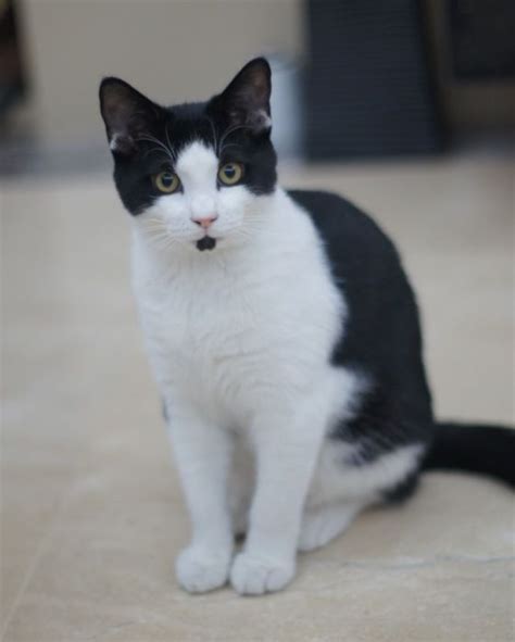 Cute Tuxedo Cat With Goatee Looks A Little Like Oreo Grew