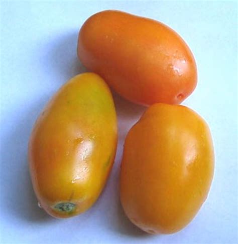 Golden Roma Tomato 15 Seed Great For Sauce Or Eating Hirts Gardens