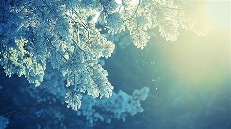Hd Wallpaper Winter Sunshine Dandelion Flower Seasons Nature