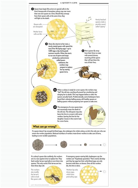 Queen Honeybee Life Cycle Infographic On Behance