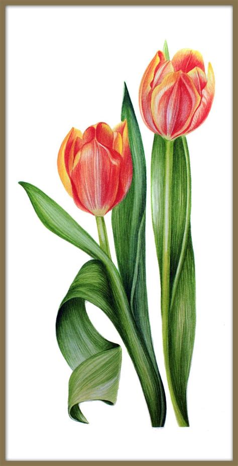 Tulip Flower Print Watercolour Painting Print Large Wall Etsy